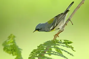Parula: Northern Parula / Parula Warbler