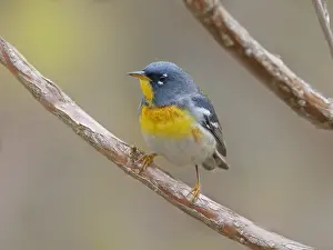 Migrant: Northern Parula Setophaga americana Magee Marsh