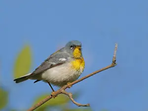 Migration: Northern Parula Setophaga americana Magee Marsh