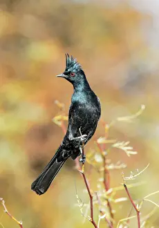 Nitens: Northern Phainopepla