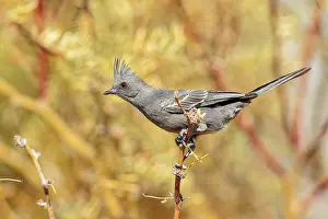Nitens: Northern Phainopepla