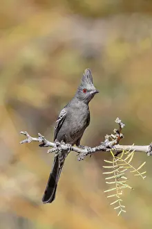 Nitens: Northern Phainopepla