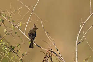 Nitens: Northern phainopepla (Phainopepla nitens) female