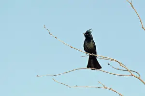 Nitens: Northern phainopepla (Phainopepla nitens) male