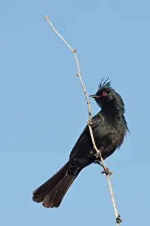 Nitens: Northern phainopepla (Phainopepla nitens) male