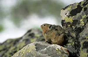 Hyperborea: Northern Pika rodent on guard, living in a stone-river