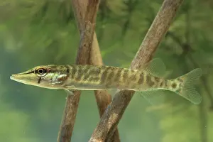 Esox: Northern Pike