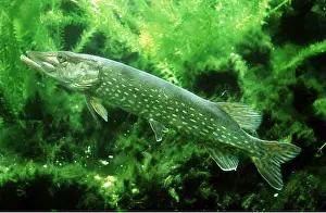 Chris Martin Bahr: NORTHERN PIKE