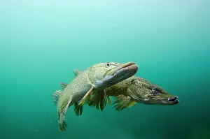 Monochrome: Northern Pike (Esox lucius) adult pair, spawning