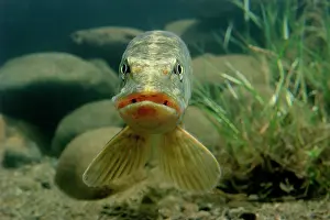 Esox: Northern pike (Esox lucius), captive, France, Europe