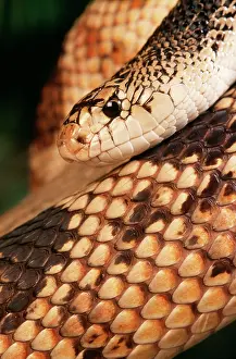 Melanoleucus: Northern Pine Snake