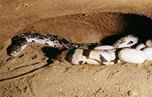 Melanoleucus: Northern pine SNAKE- egg laying