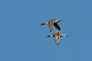 Acuta: Northern Pintail - 2 drakes in flight