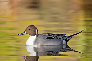 Acuta: Northern Pintail