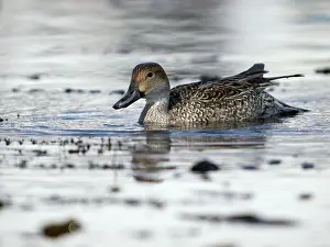 Pintail: Northern Pintail