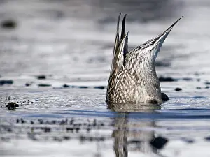 Pintail: Northern Pintail