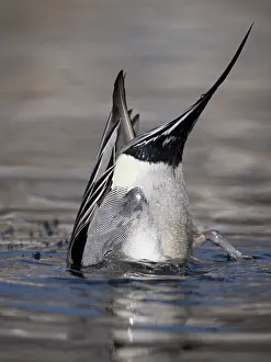 Pintail: Northern Pintail