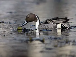 Pintail: Northern Pintail