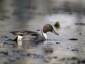 Pintail: Northern Pintail