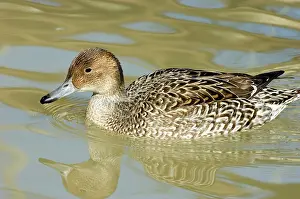 Pintail: Northern Pintail