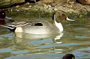 Pintail: Northern Pintail