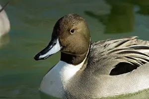 Pintail: Northern Pintail