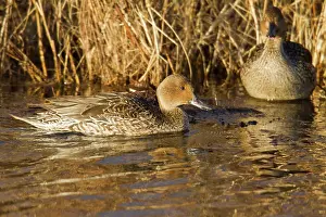 Pintail: Northern Pintail