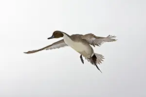 Hokkaido: Northern Pintail