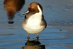 Oostvaardersplassen: Northern Pintail