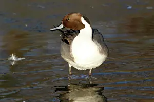 Oostvaardersplassen: Northern Pintail