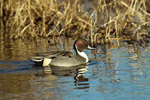 Anas: Northern Pintail