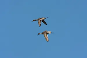 Acuta: Northern Pintail - two adult males in flight