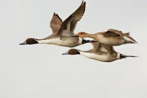 Cameron: Northern Pintail (Anas acuta) males and