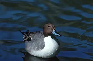 Pintail: Northern Pintail Drake