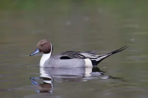 Drake: Northern Pintail drake