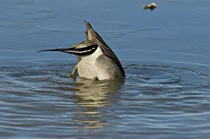 Upending: Northern Pintail Drake Feeding