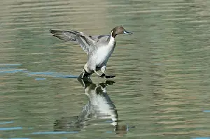 Skiing: Northern Pintail Drake tail touching down