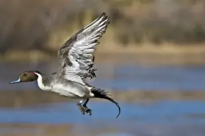 Pintail: Northern Pintail Drake Taking Off