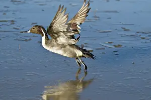 Takeoff: Northern Pintail Drake Taking Off