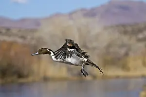 Pintail: Northern Pintail Drake Taking Off