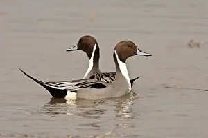 Rick: Two Northern Pintail drakes (Anas acuta)