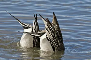 Drakes: Northern Pintail Drakes Feeding