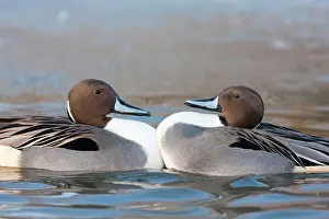 David Kilbey: Northern Pintail - Two drakes fighting due to cramped