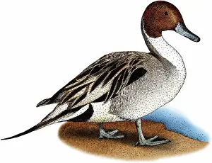 Pintail: Northern Pintail Duck