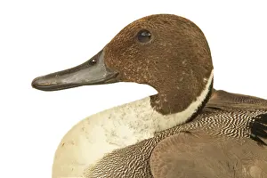 Pintails: Northern Pintail DUCK - close-up of head