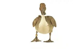Pintails: Northern Pintail DUCK - facing
