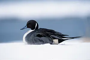 Pintail: Northern PINTAIL DUCK - resting on snow