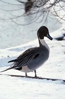 Pintail: Northern PINTAIL DUCK - standing in snow