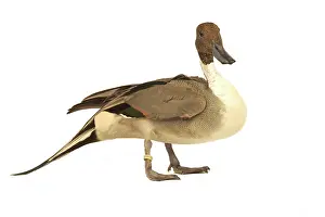Pintails: Northern Pintail DUCK - side view