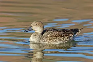 Acuta: Northern Pintail - female